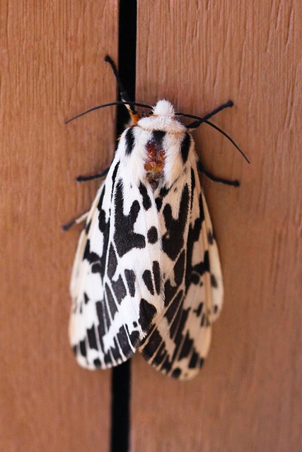 Black And White Tiger Moth - Free photo on Pixabay - Pixabay