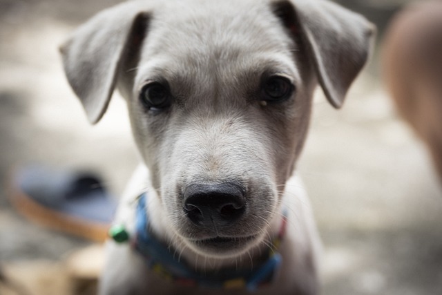 Free Puppy Dog photo and picture