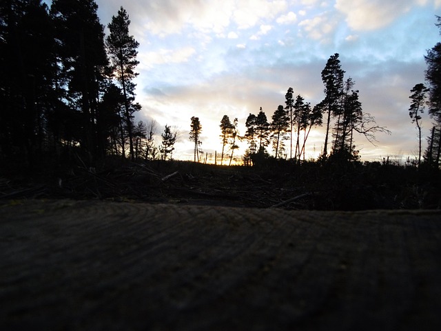 Bomen, Silhouet, Stemming, Sfeer