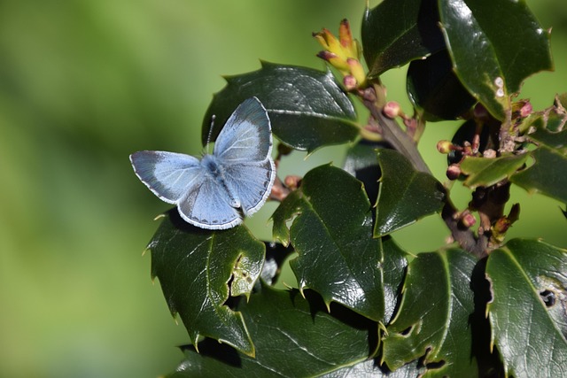 Stechpalmenblauer Schmetterling