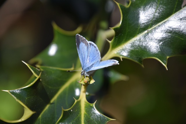 Stechpalmenblauer Schmetterling