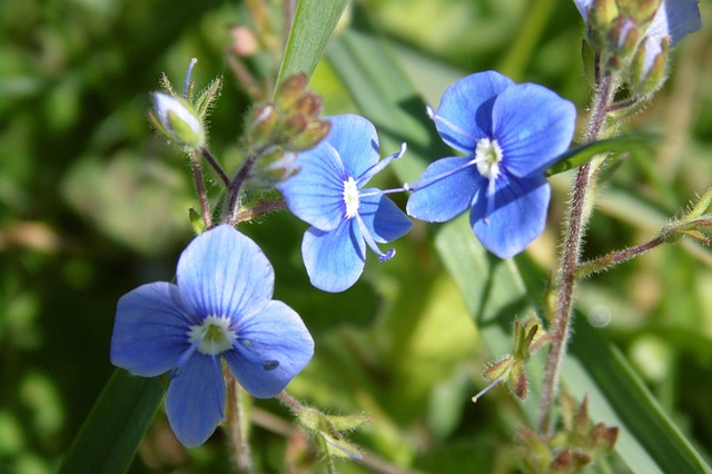Bloemen, Flora, Fauna, De Lente, Natuur