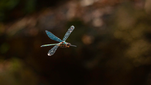 Free Dragonfly Insect photo and picture
