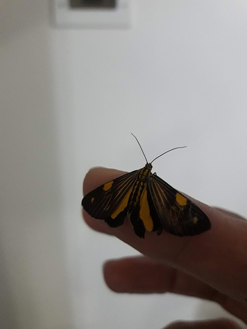 Free Butterfly Hand photo and picture