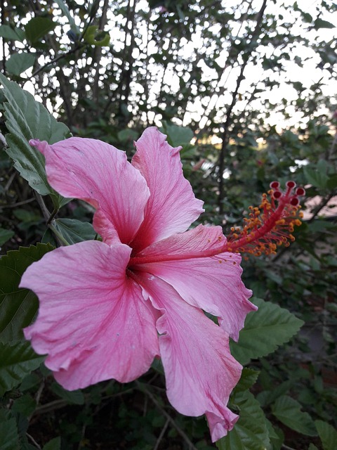 Free Hibiscus Flower photo and picture