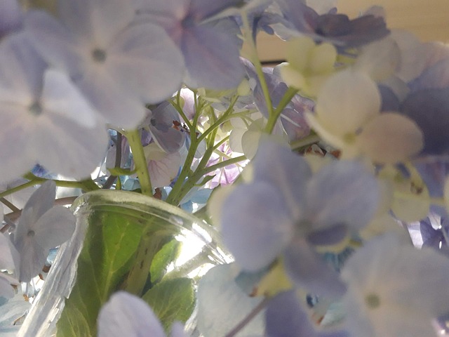 Free Hydrangea Flower photo and picture