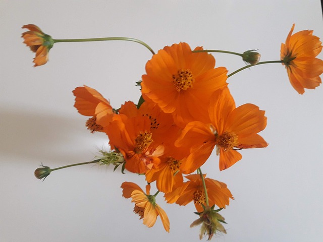 Free Flower Orange photo and picture