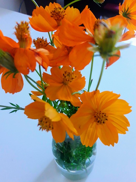 Free Flower Orange photo and picture