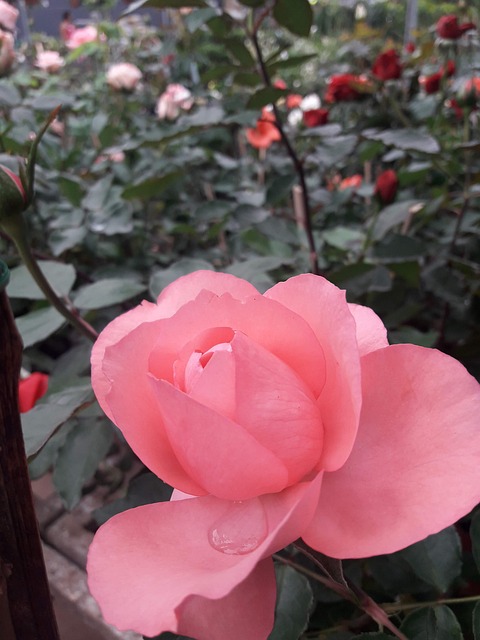 Free Rose Flower photo and picture