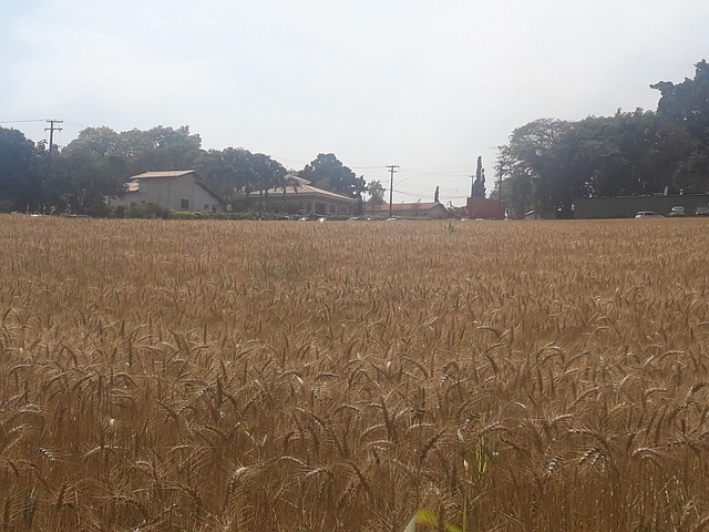 Free Wheat Field photo and picture