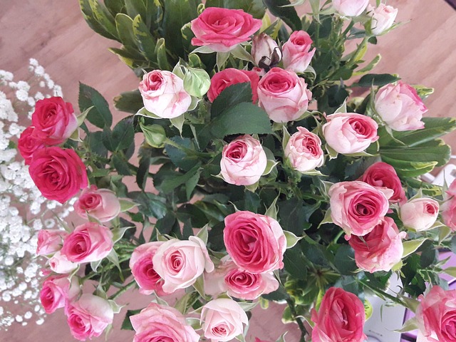Free Roses Flowers photo and picture