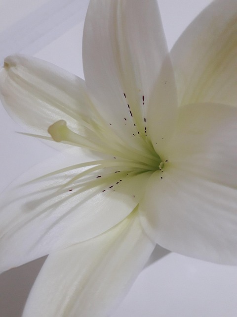 Free White Lily photo and picture
