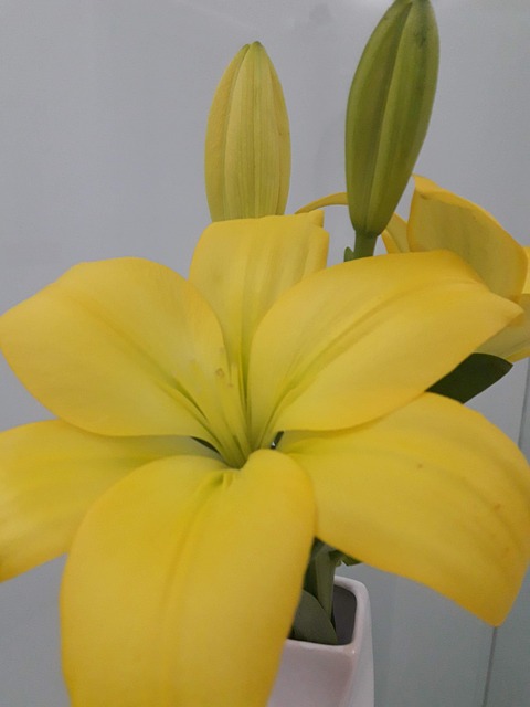Free Yellow Lily photo and picture