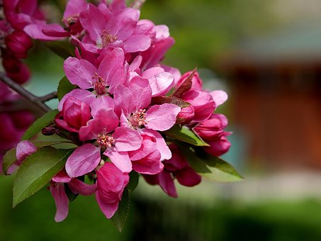 Free Crab Apple Flowers photo and picture