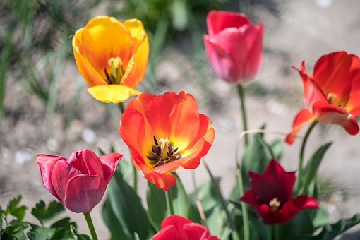 Tulpen, Bloemen, Planten, Bloem