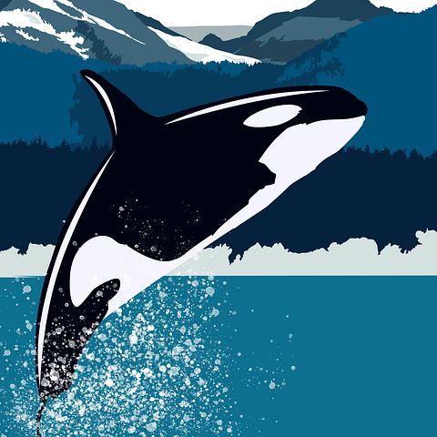 100+ Free Orca & Killer Whale Images - Pixabay