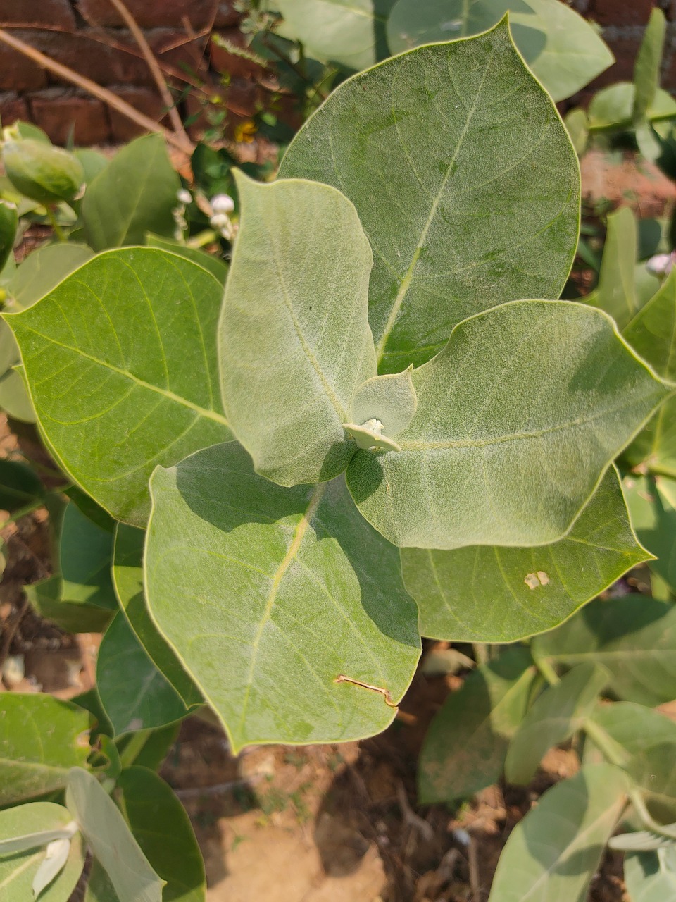 Thick Leaf Green Leaves Free photo on Pixabay Pixabay