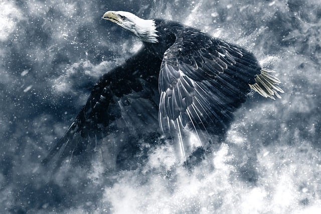 Download free HD stock image of Eagle Snow Free eagle snow wings illustration