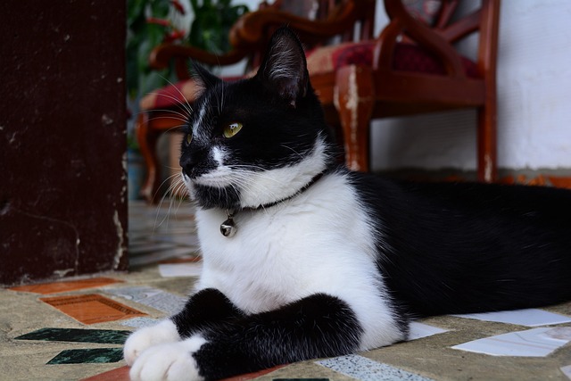 Free Cat Paws photo and picture