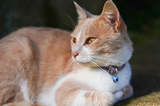 Free Cat Paws photo and picture