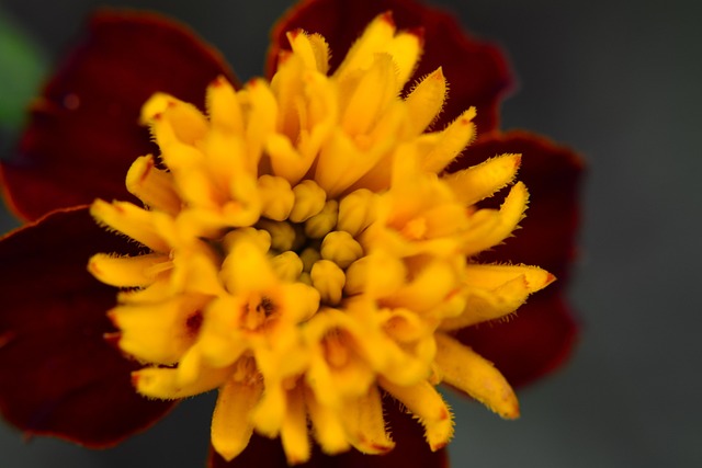 Free Flower Spring photo and picture