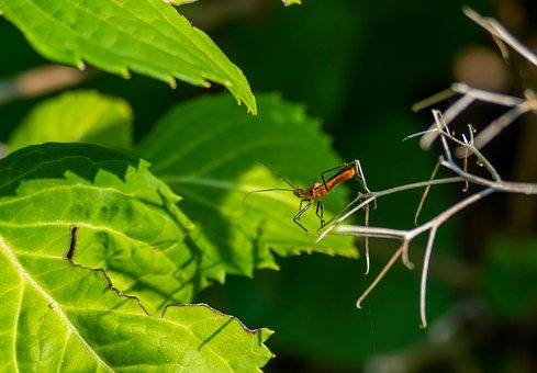 Insekt, Bug, Dyr, Dyreliv, Natur, Fauna