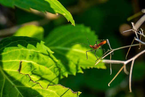 Insekt, Bug, Dyr, Dyreliv, Natur, Fauna