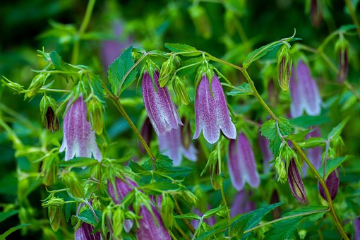 Lilla, Klokkeblomst, Violet, Blomst