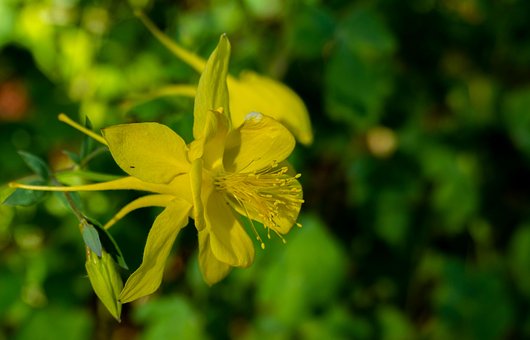Gul, Pollen, Blomst, Blomstre, Natur