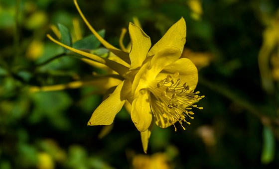 Gul, Pollen, Blomst, Blomstre, Natur