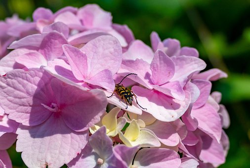 Insekt, Bug, Knop, Dyr, Dyreliv, Fauna