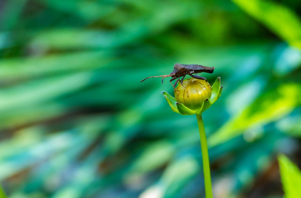 Buya Insect Insect Bug Bud - Free photo on Pixabay - Pixabay