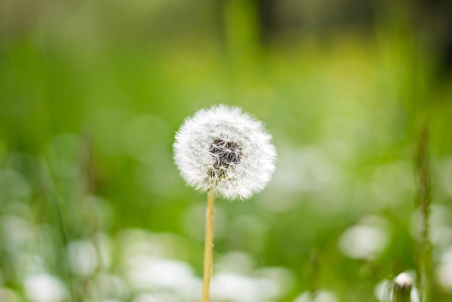 Free Dandelion Flower photo and picture