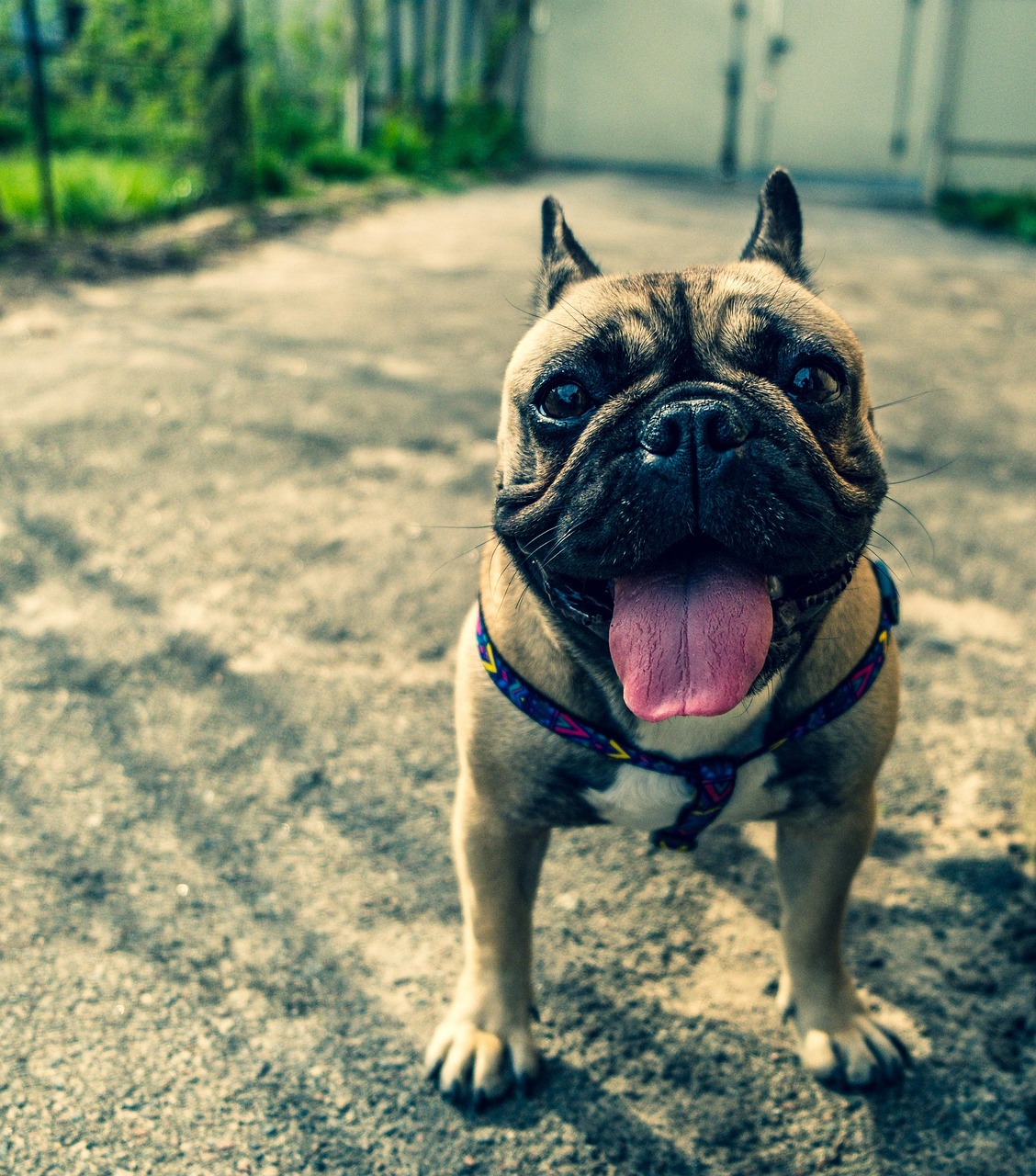 Chien Bouledogue français Exquise cherie Du Dieudonne
