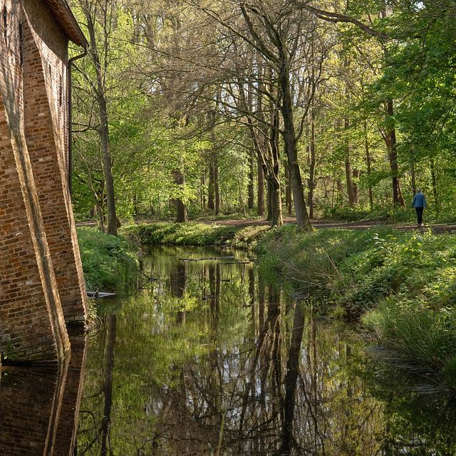 Skov, Natur, Slot, Væg, Træer, Parkere