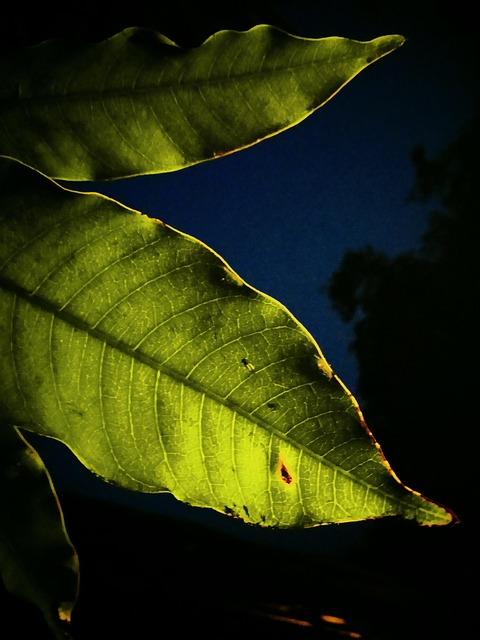 Free Tree Mango Tree photo and picture