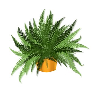 Free Houseplant Fern illustration and picture