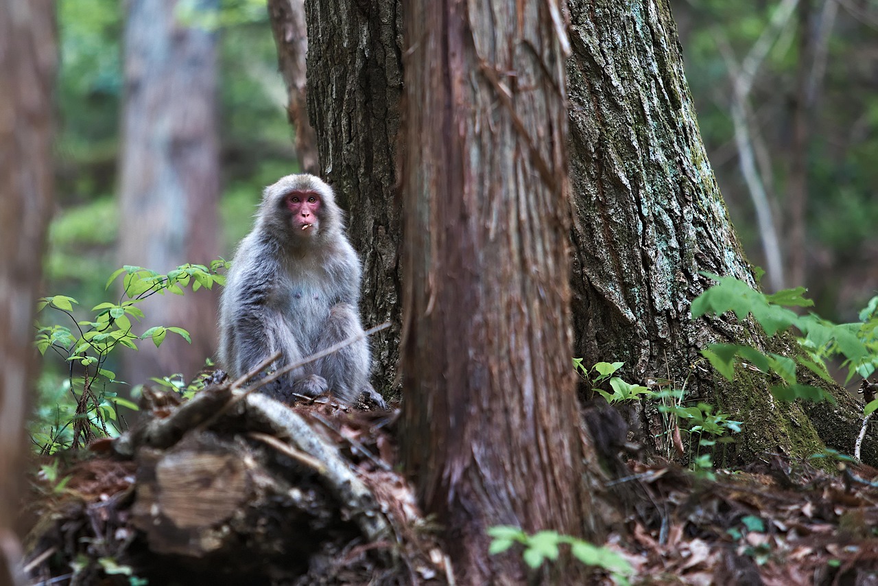 猿 野生動物 森林 - Pixabayの無料写真 - Pixabay