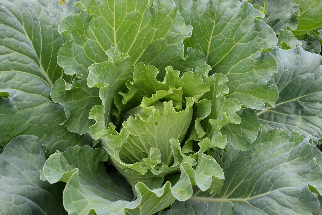 Cabbage Green Vegetable Garden Free photo on Pixabay Pixabay