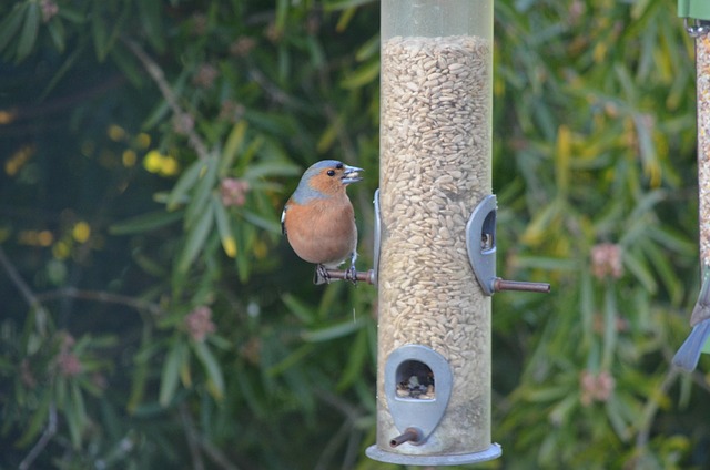 Vogel, Buchfink, Fink, Vogelfütterung
