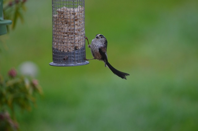 Vogel, Langschwanzmeise, Saatgut