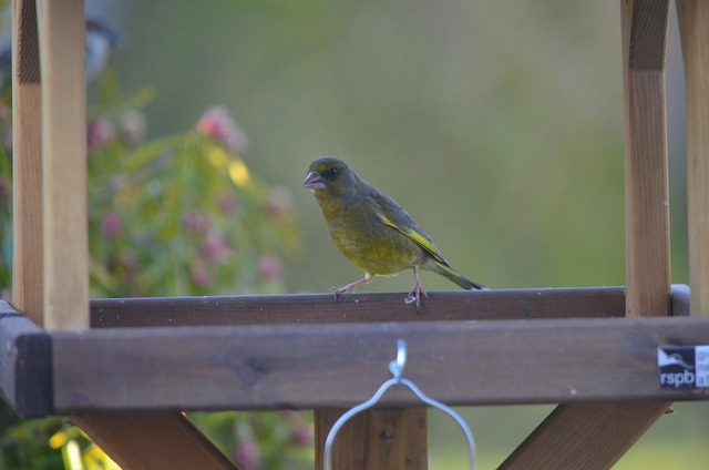 Vogel, Grünfink, Fink, Fütterung, Grün