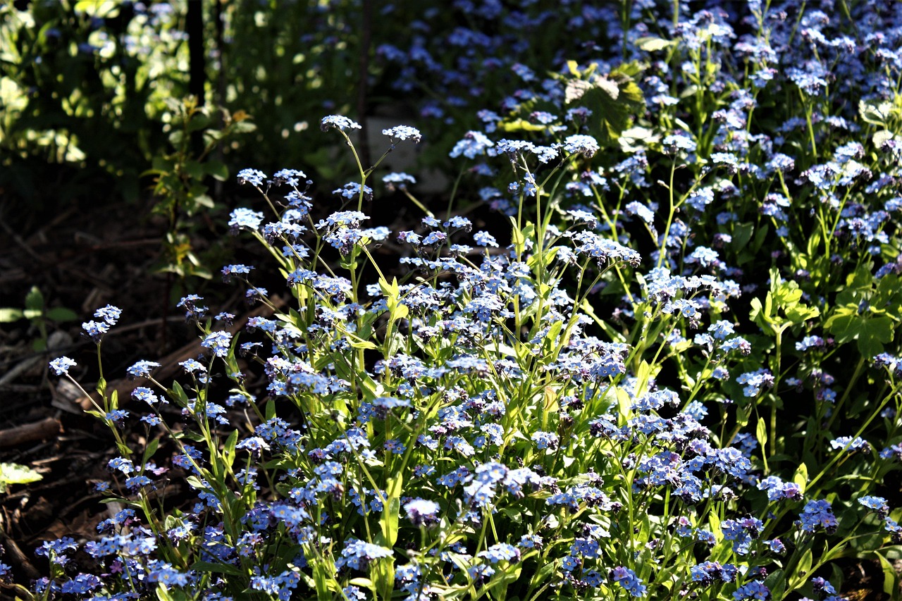 Vergissmeinnicht Blumen Fr hling Kostenloses Foto Auf Pixabay Pixabay vergissmeinnicht-blumen-fr-hling-kostenloses-foto-auf-pixabay-pixabay