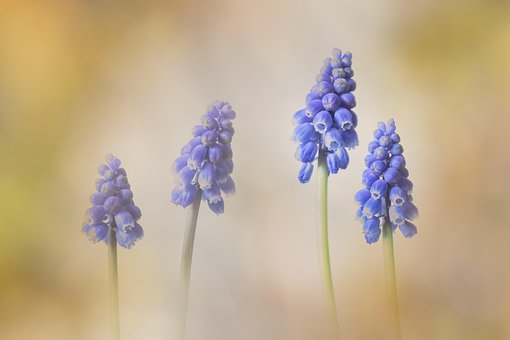 Jacinto De Uva, Azul, Primavera