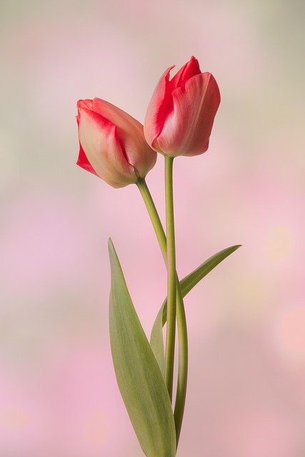 Tulipa, Primavera, Flor, Vermelho, Bloom