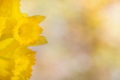 Narciso, Amarelo, Cor, Pétalas