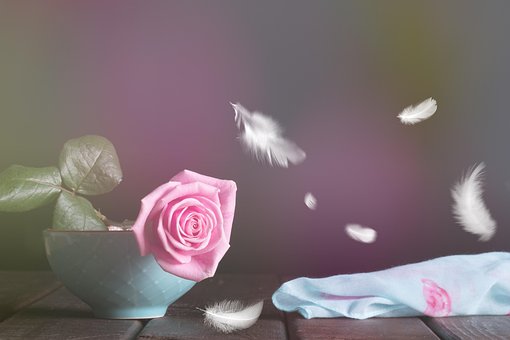 Rosa, Pluma, Floral, Rosa Rosa, Flora