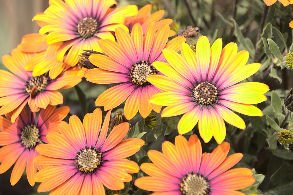 Flora Nature Colourful Flowers - Free photo on Pixabay - Pixabay