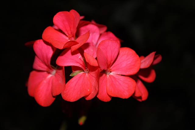Free Flower Petals photo and picture