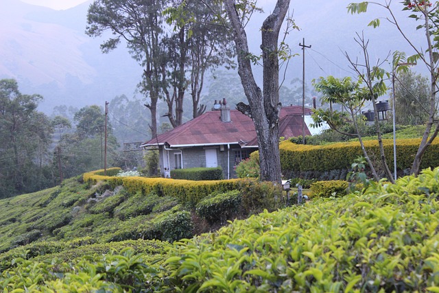 Free Tea Estate photo and picture